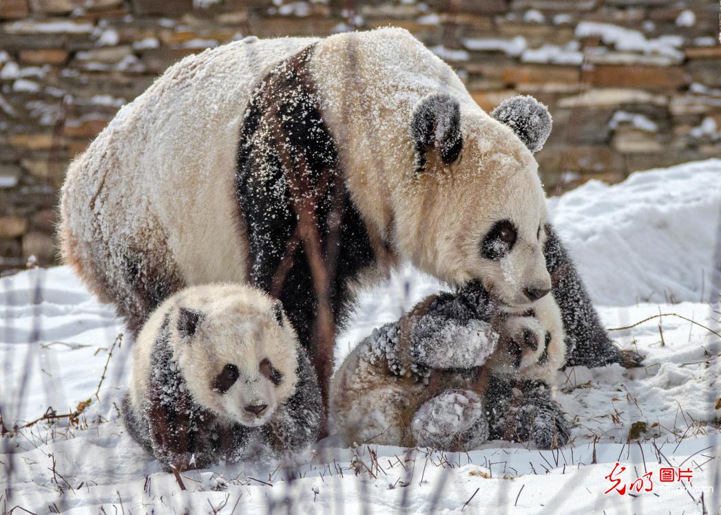 四川汶川卧龙：熊猫戏雪