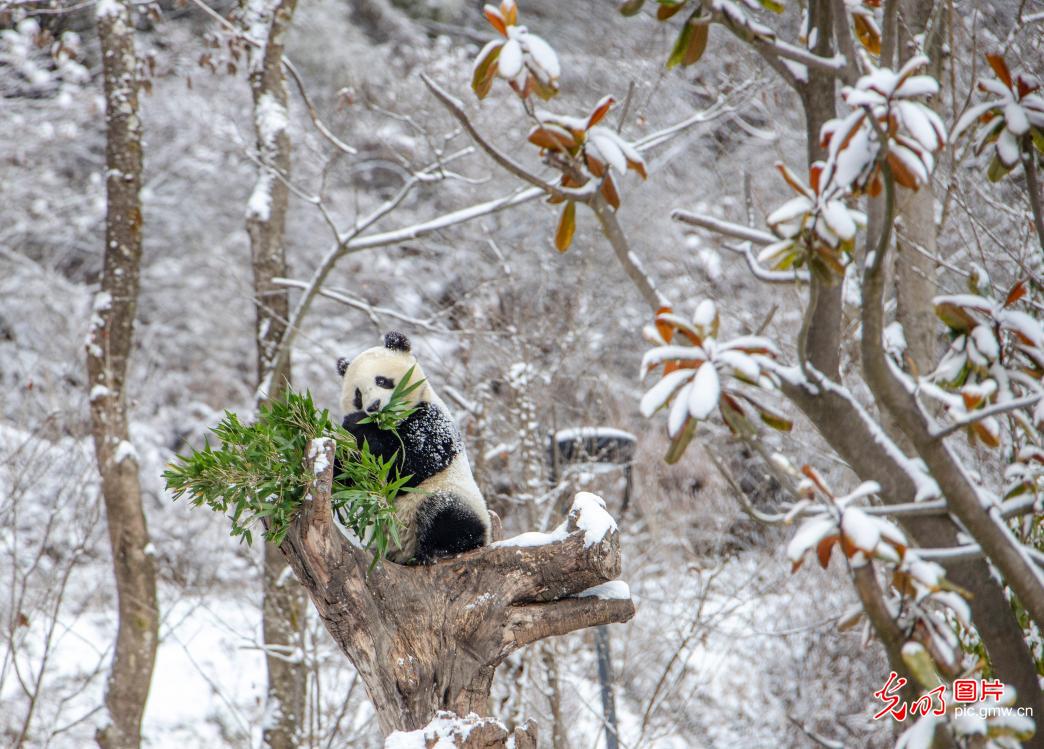 四川汶川卧龙：熊猫戏雪