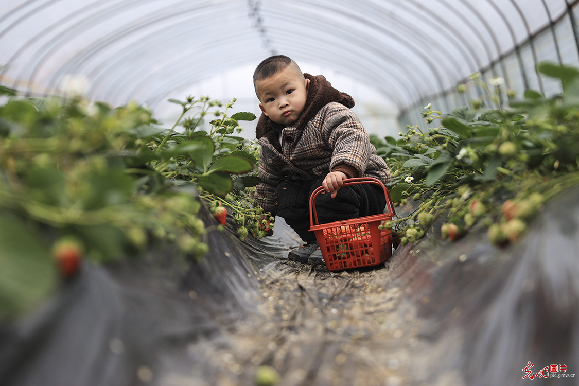 贵州务川：错季草莓助农增收