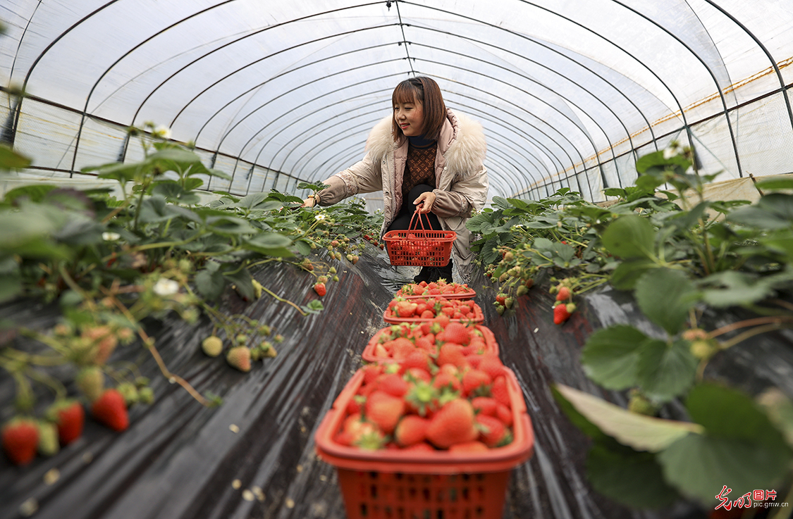 贵州务川：错季草莓助农增收