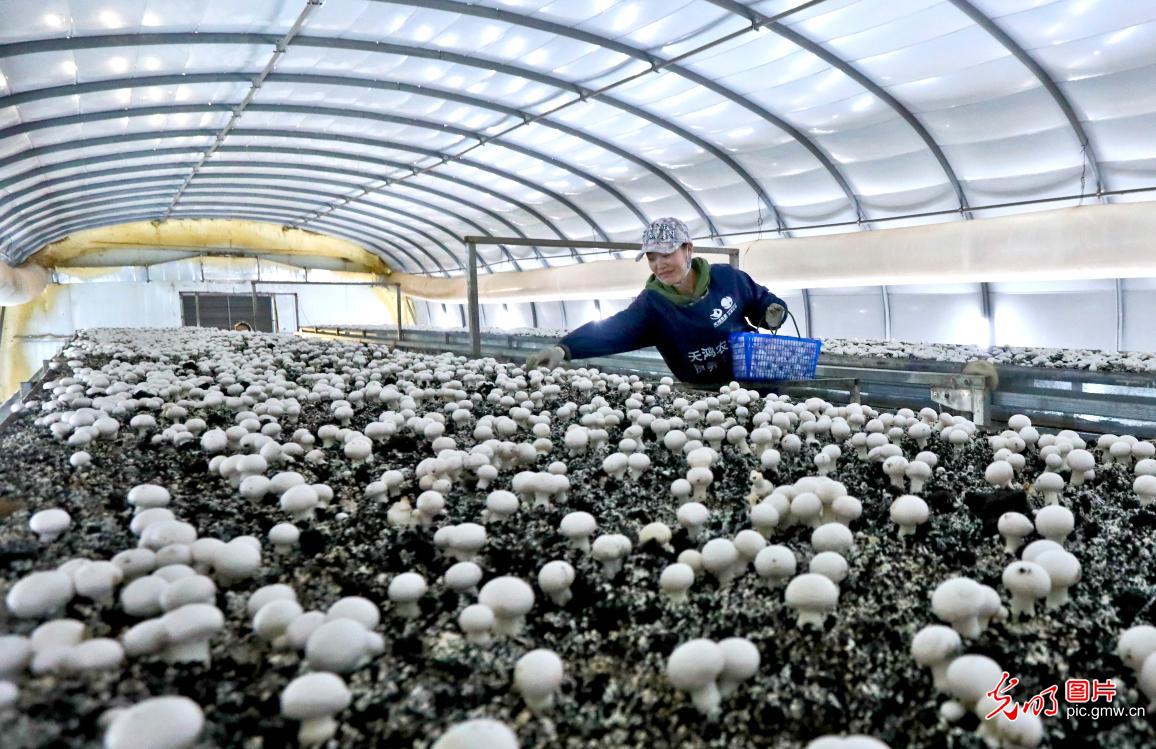 甘肃临泽：小蘑菇做成大产业