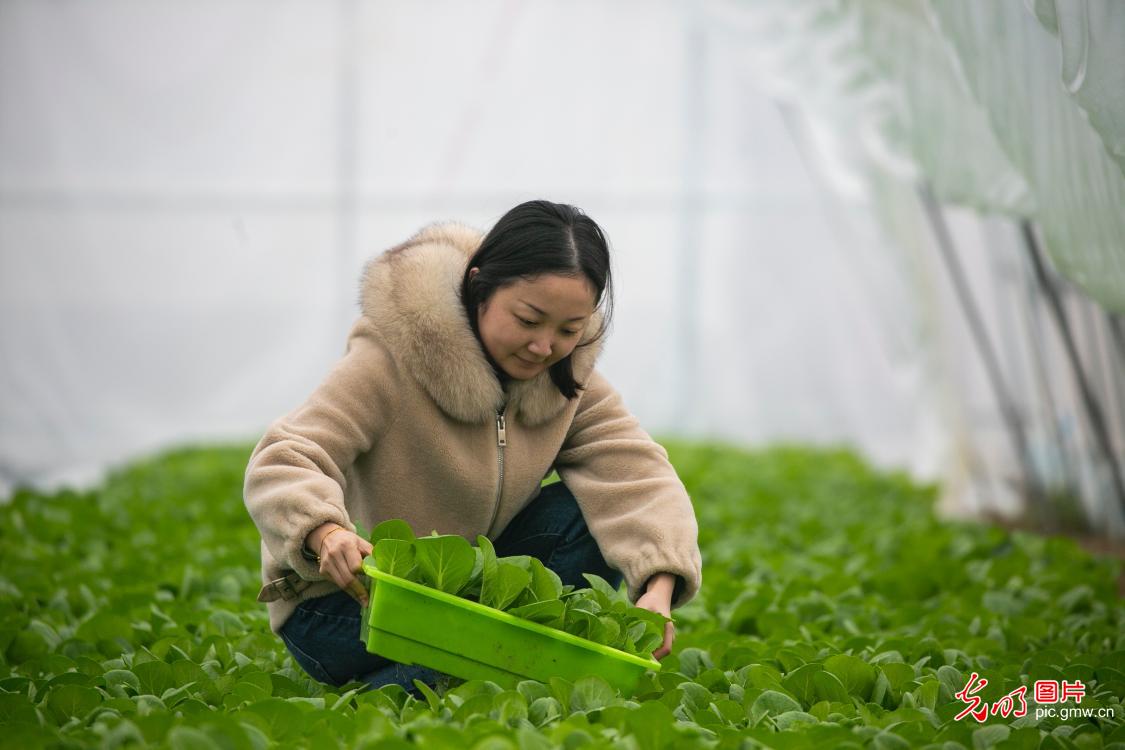 江西瑞昌：盆栽蔬菜 助农增收