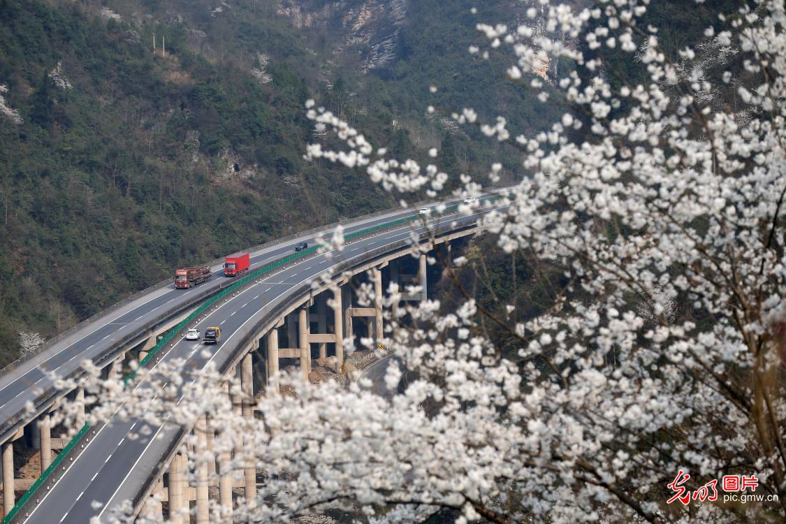 重庆黔江：穿过樱花带的高速公路