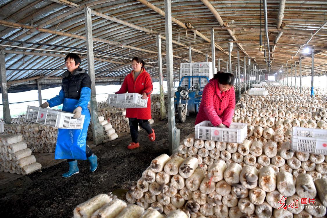 安徽亳州：食用菌产业助力乡村振兴