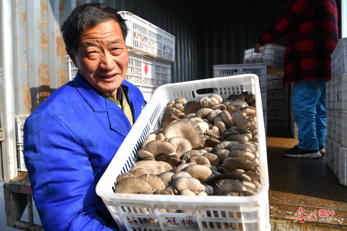 安徽亳州：食用菌产业助力乡村振兴