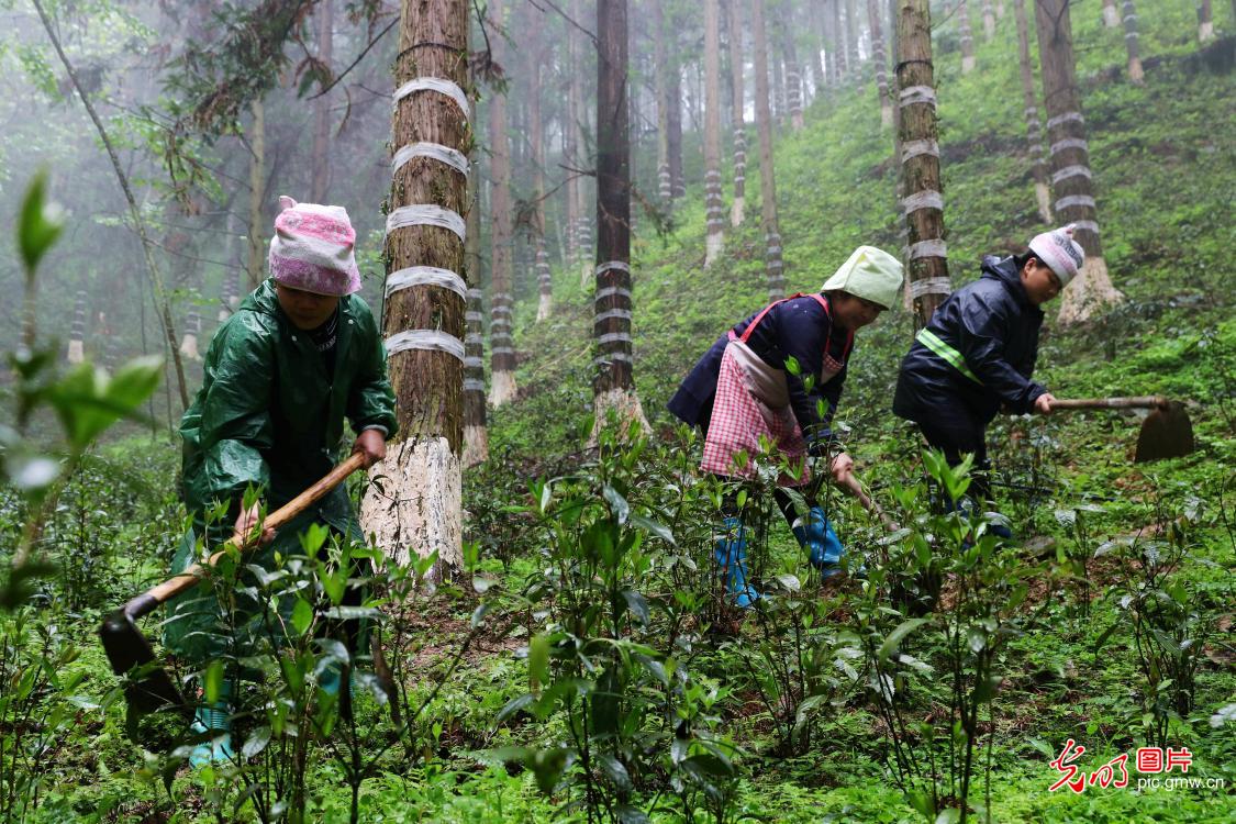 贵州榕江：林下产业助增收