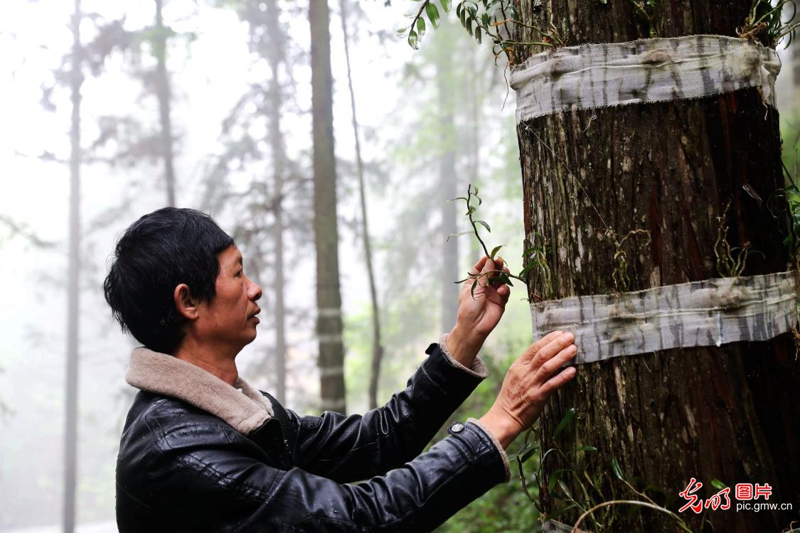 贵州榕江：林下产业助增收