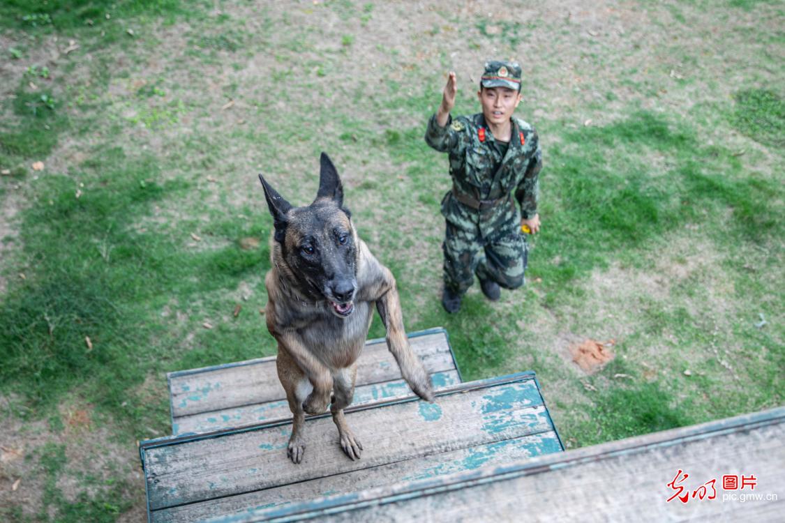 广西南宁：强化训练提升军犬实战能力