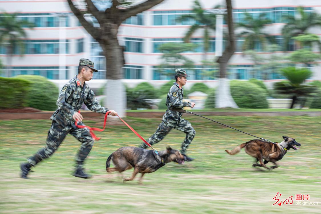 广西南宁：强化训练提升军犬实战能力