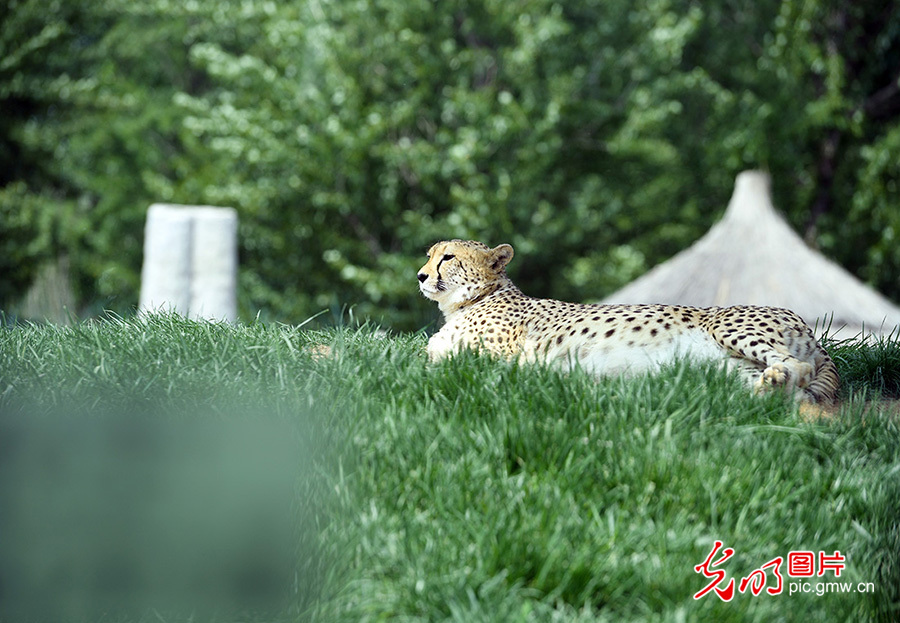北京野生动物园：动物精灵憨态可掬萌翻游人