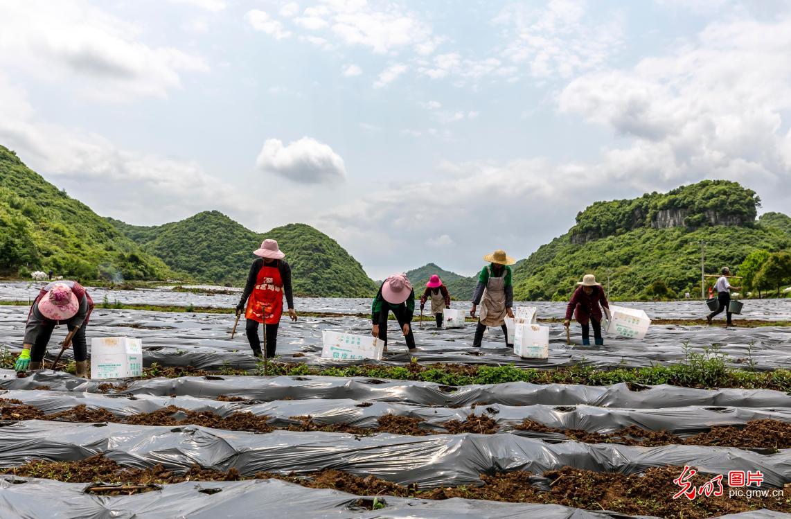 贵州黔西：发展辣椒产业 助力乡村振兴