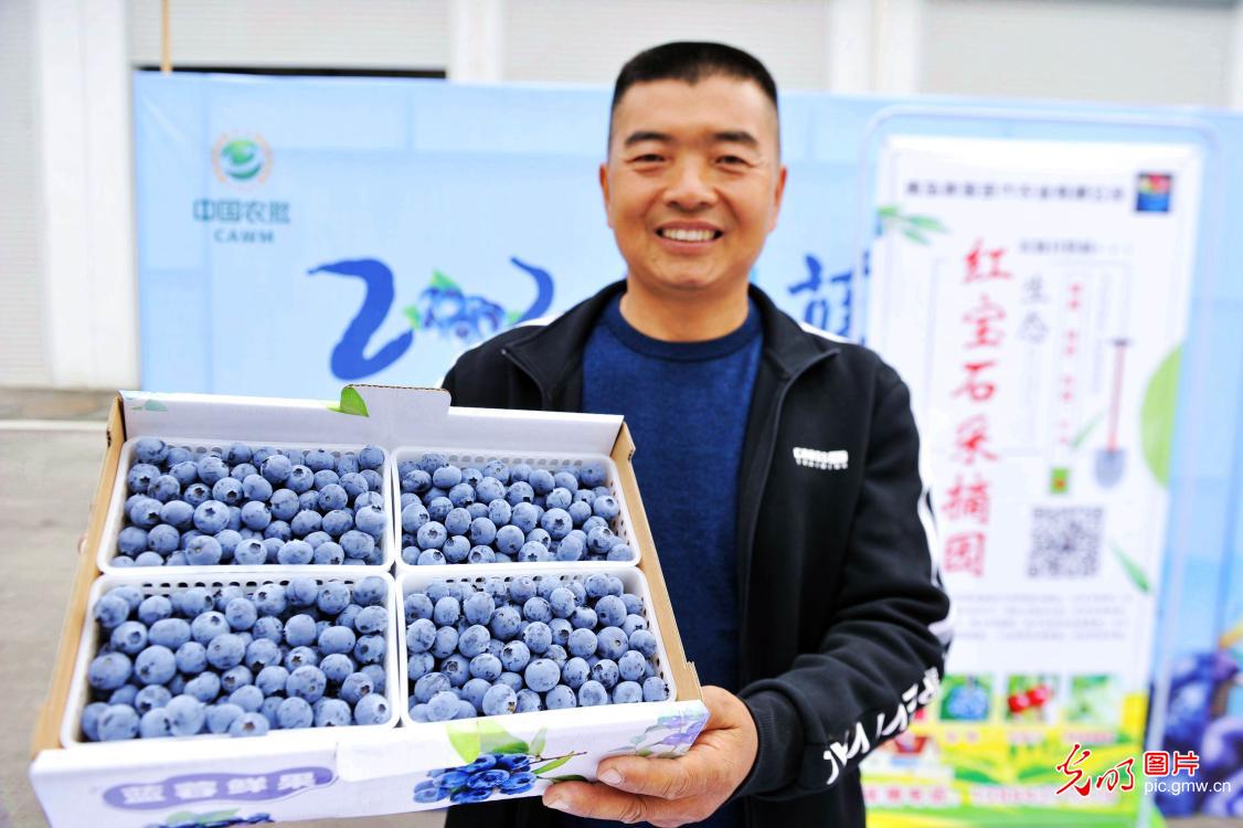 山东青岛：黄岛蓝莓直销北京