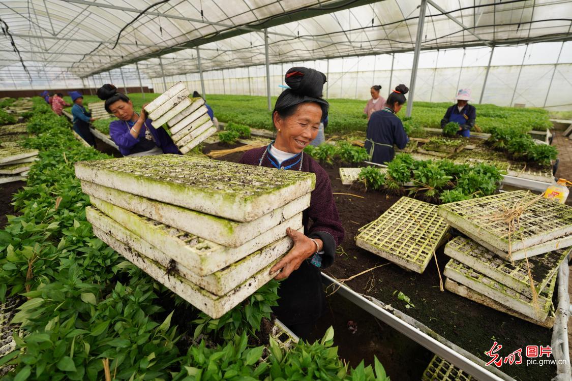 贵州丹寨：小辣椒 大产业