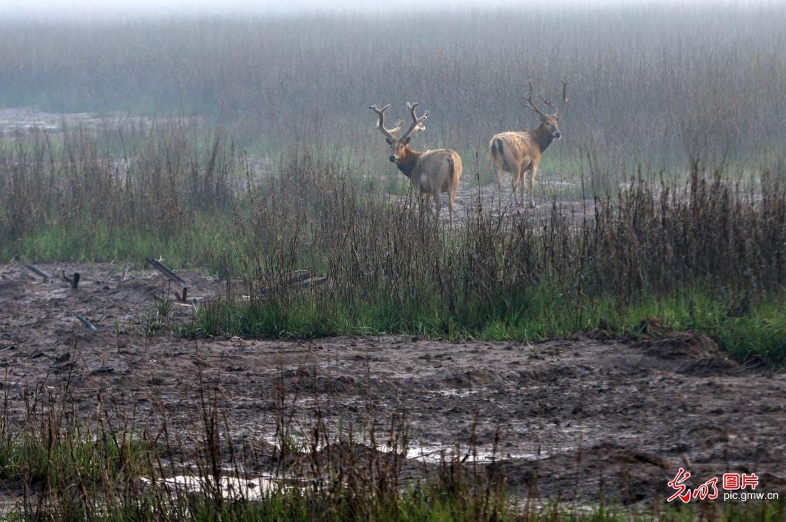 江苏盐城：麋鹿种群进一步扩大