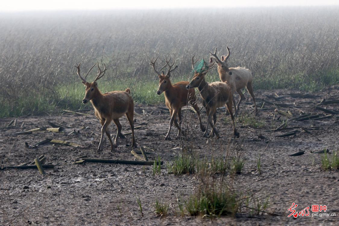江苏盐城：麋鹿种群进一步扩大
