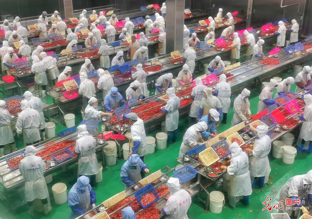 江西九江：小龙虾养成大产业