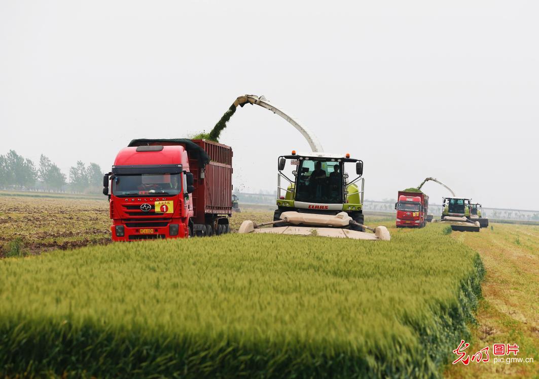 小麦青贮作饲料 农业发展走出新模式