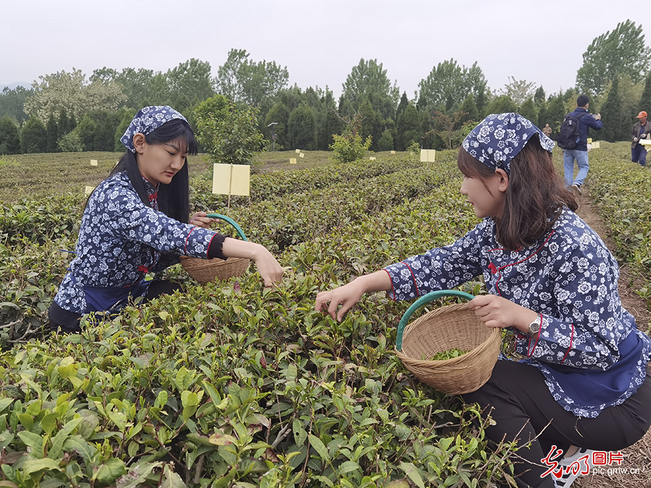 山东日照:初夏绿茶采摘忙