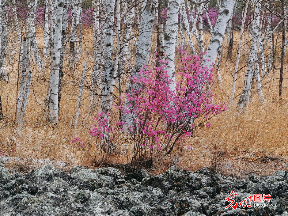 首届“自然中国”林业生态摄影研讨会在内蒙古召开