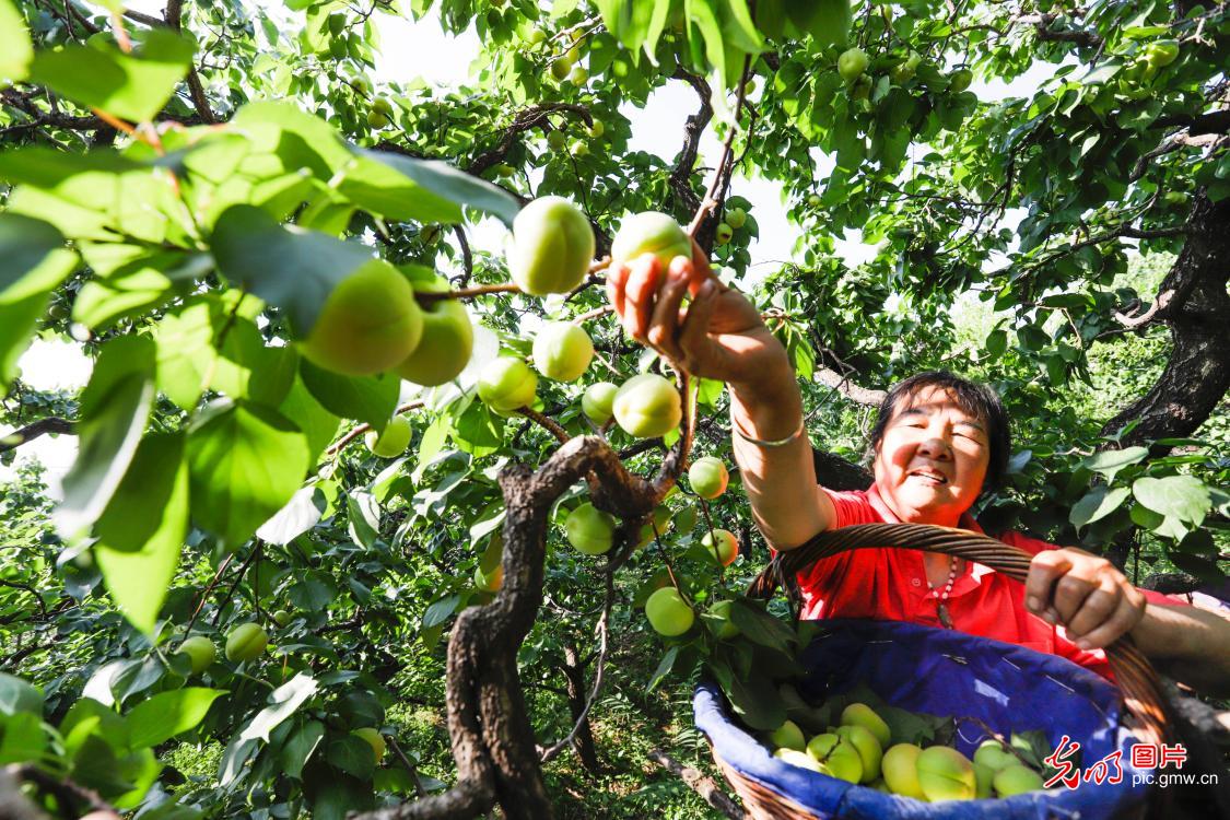 河北遵化：合作社助力农民销售香白杏