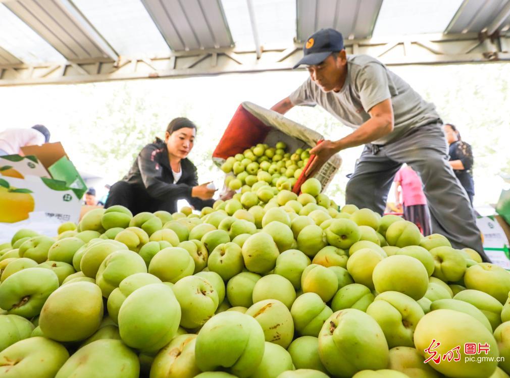 河北遵化：合作社助力农民销售香白杏