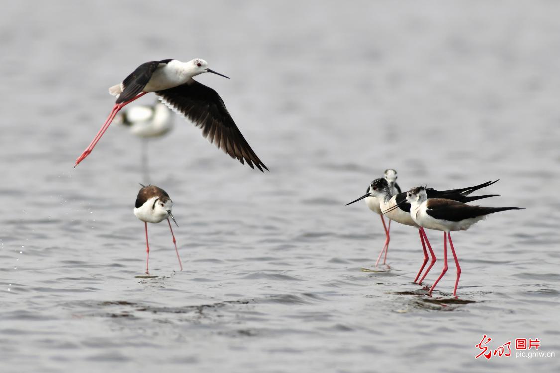 山东青岛：水鸟繁殖季 珍稀鸟类湿地“入镜”