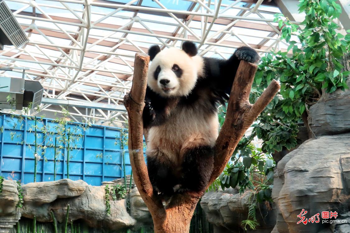 大熊猫空调房里玩爬树乐享清凉