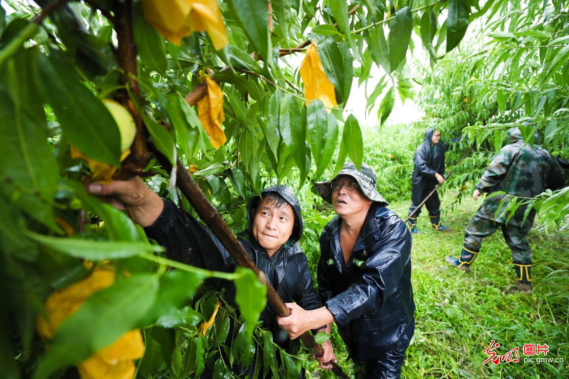 浙江湖州：干群合力抢收水果