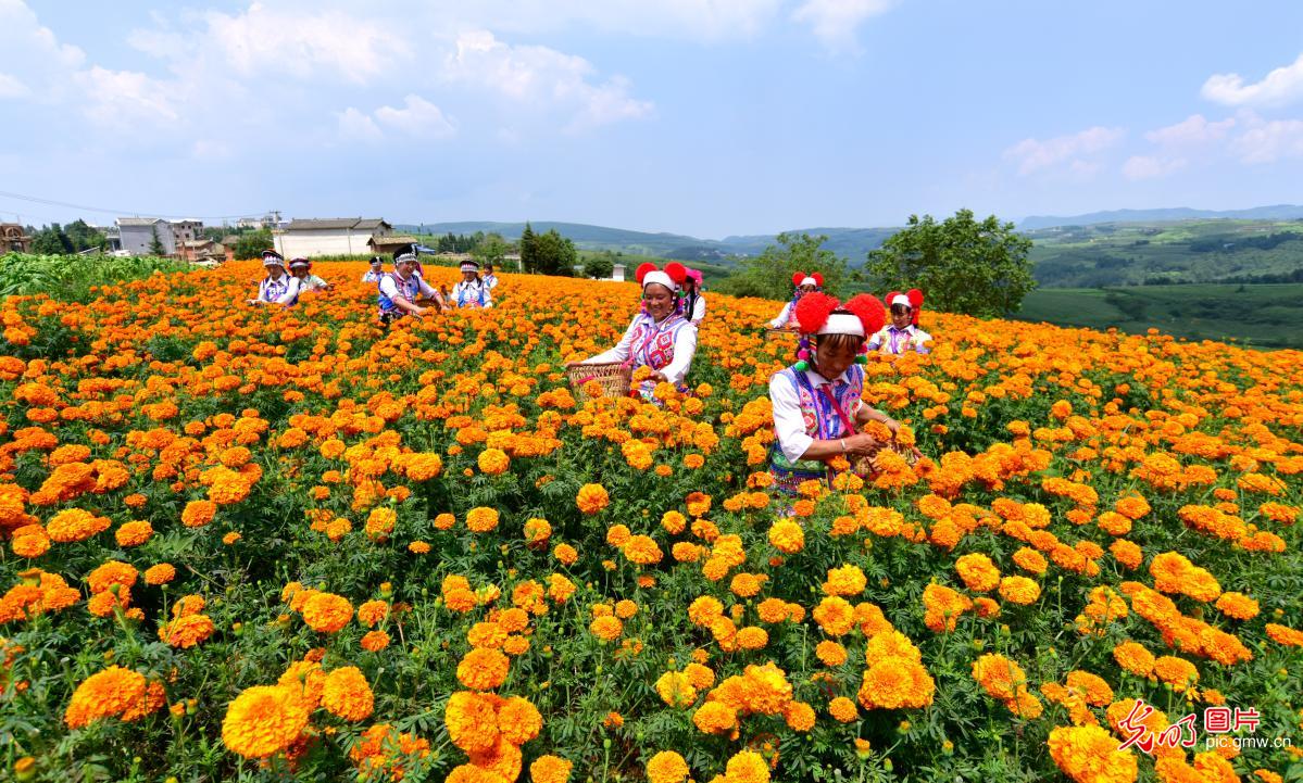 致富花景美　铺就增收路