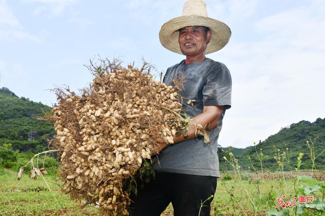 花生迎丰收农户笑开颜