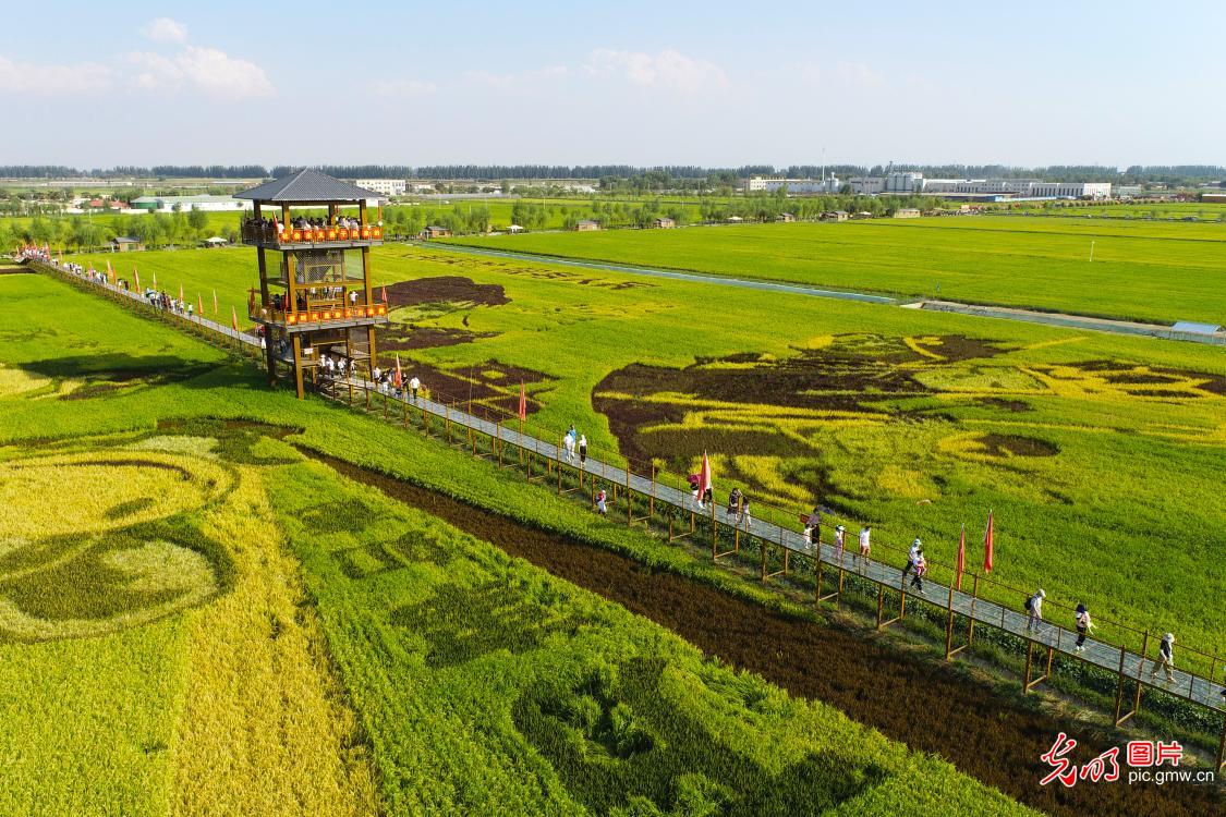 贺兰稻渔空间生态景区图片