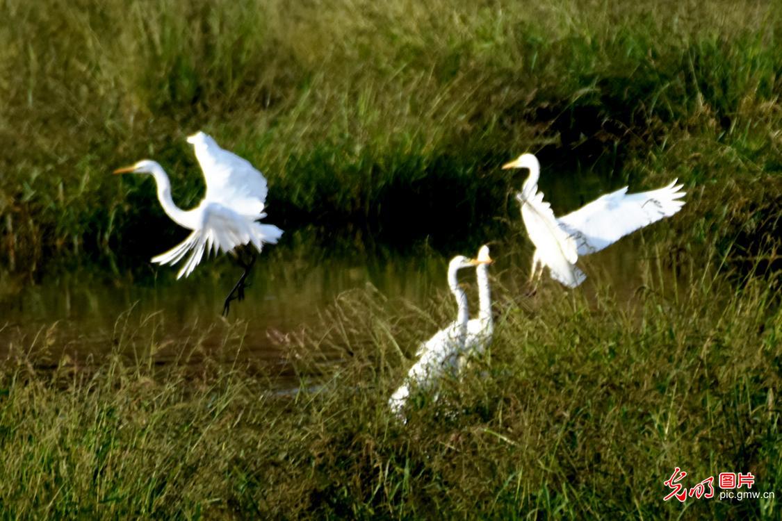 洋河湿地候鸟舞