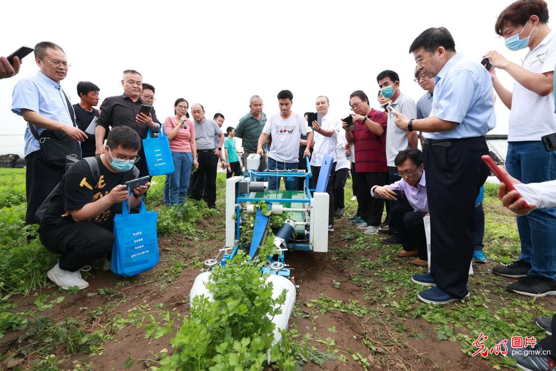 北京蔬菜“种管收” 有了“机器人”帮手