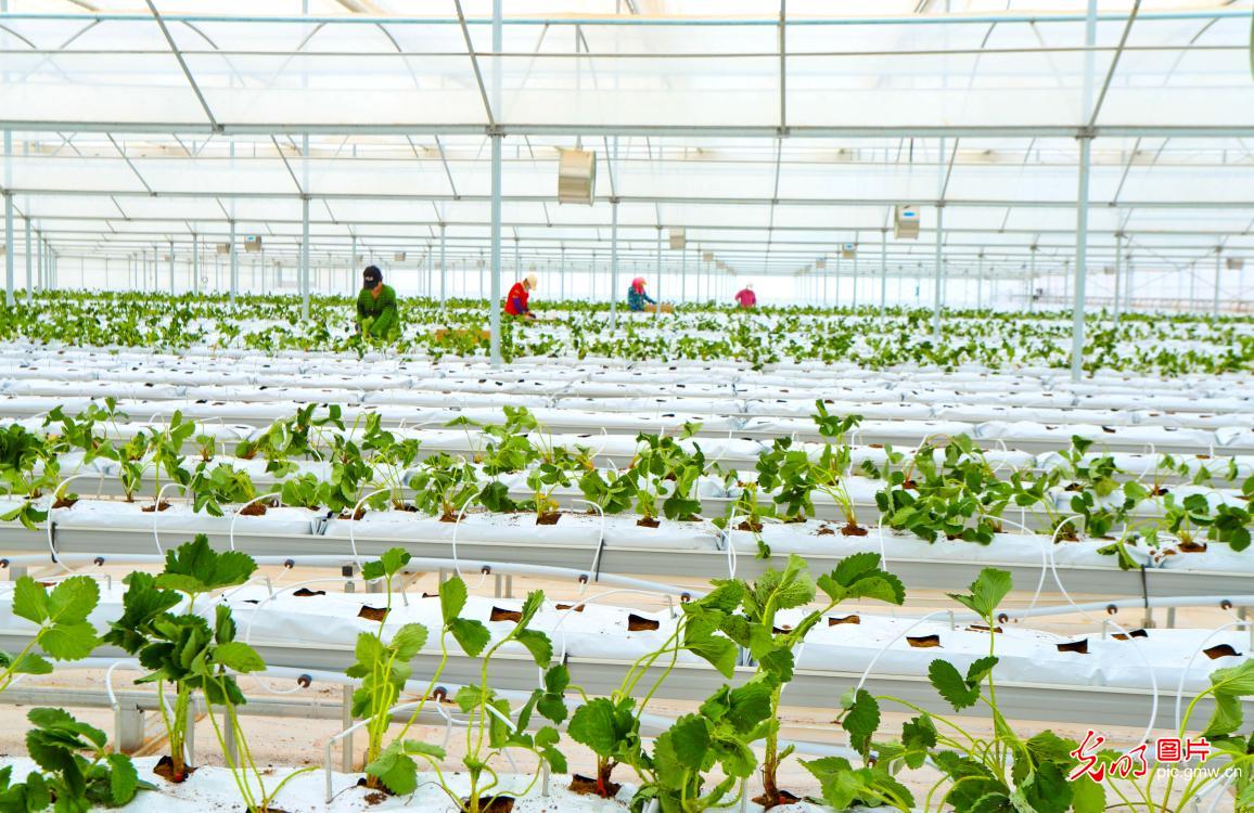 高效智能温室中移栽草莓