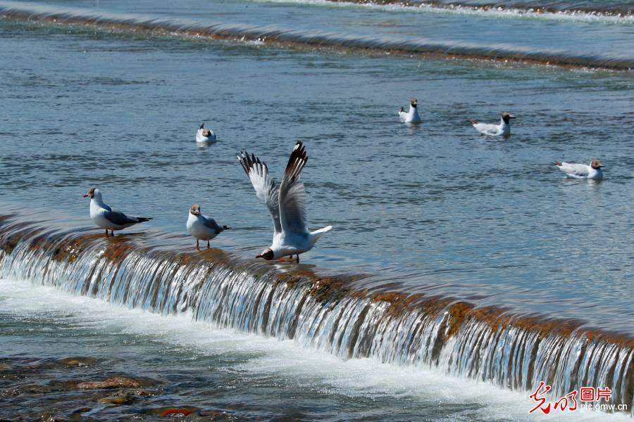 湟鱼洄游：青海湖的生态密码