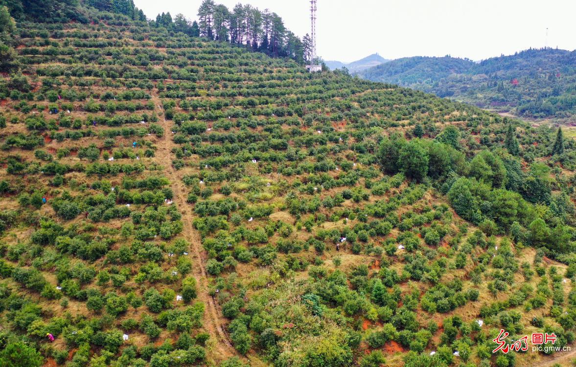 贵州玉屏：20万亩油茶迎来采收