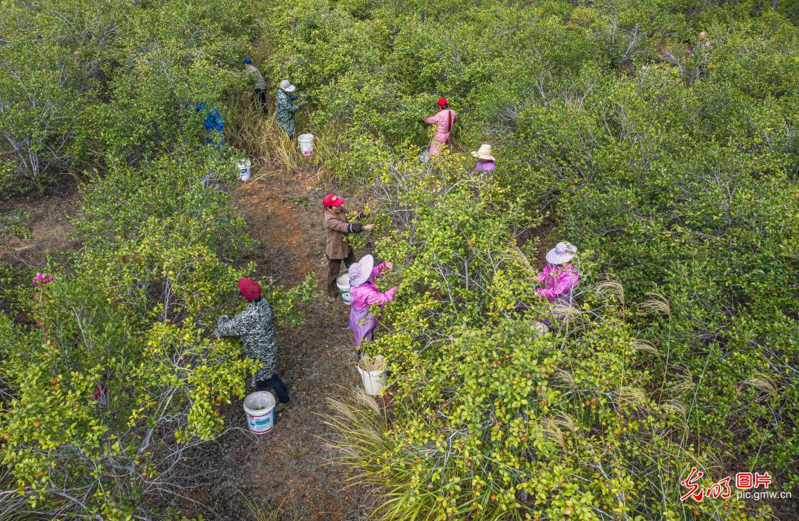 江西新干：4万亩高产油茶喜丰收