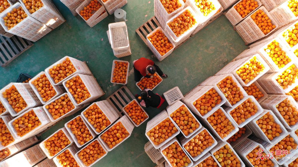 脐橙产业成“甜蜜事业”