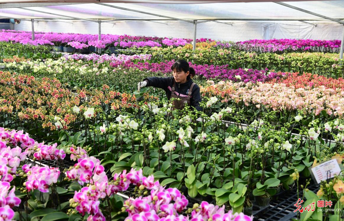 花卉管护供应“双节”市场