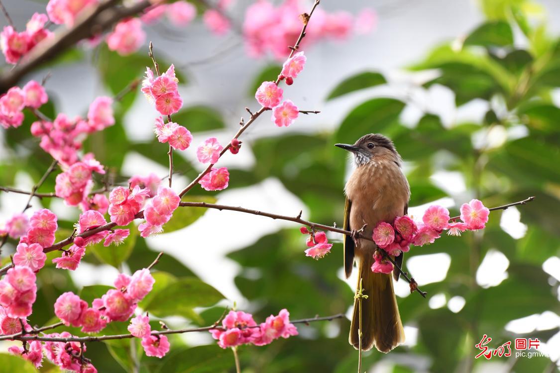 春天的美景鸟语花香图片