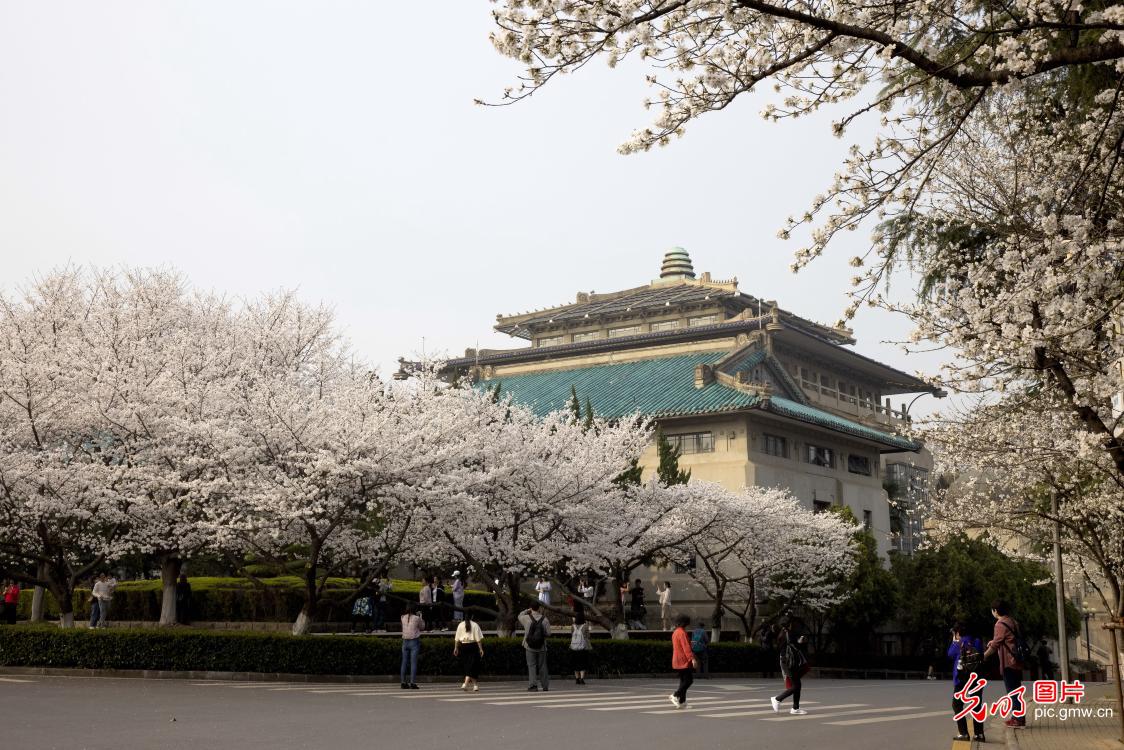 武汉大学樱花盛开