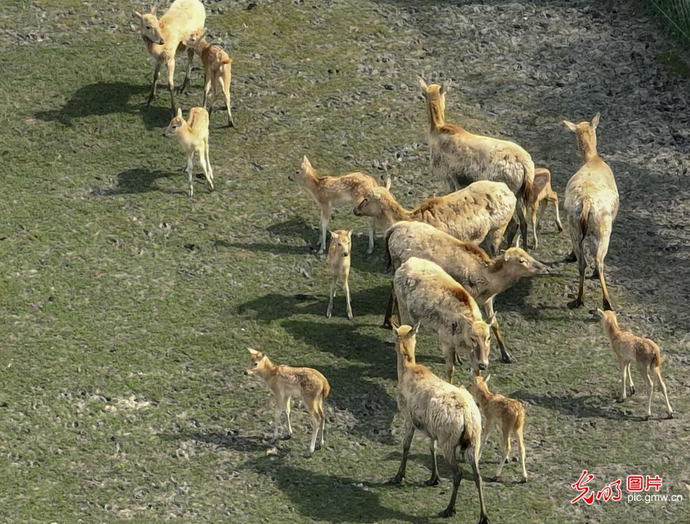 江苏泰州：麋鹿鸣奏溱湖湿地