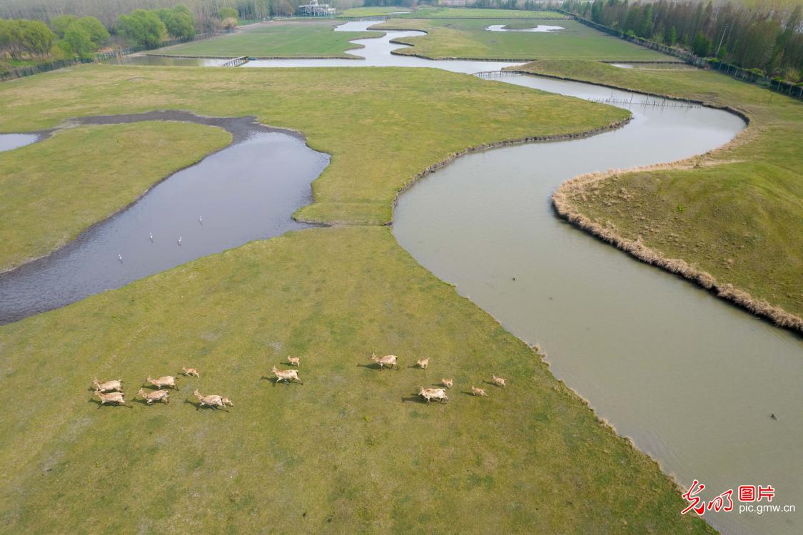 江苏泰州：麋鹿鸣奏溱湖湿地