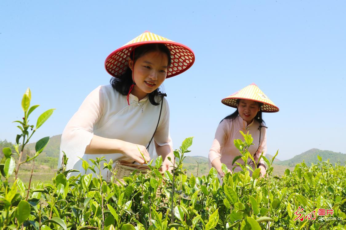【光明图刊】采茶正当时！这些茶园，呈现了乡村振兴的最美生态底色