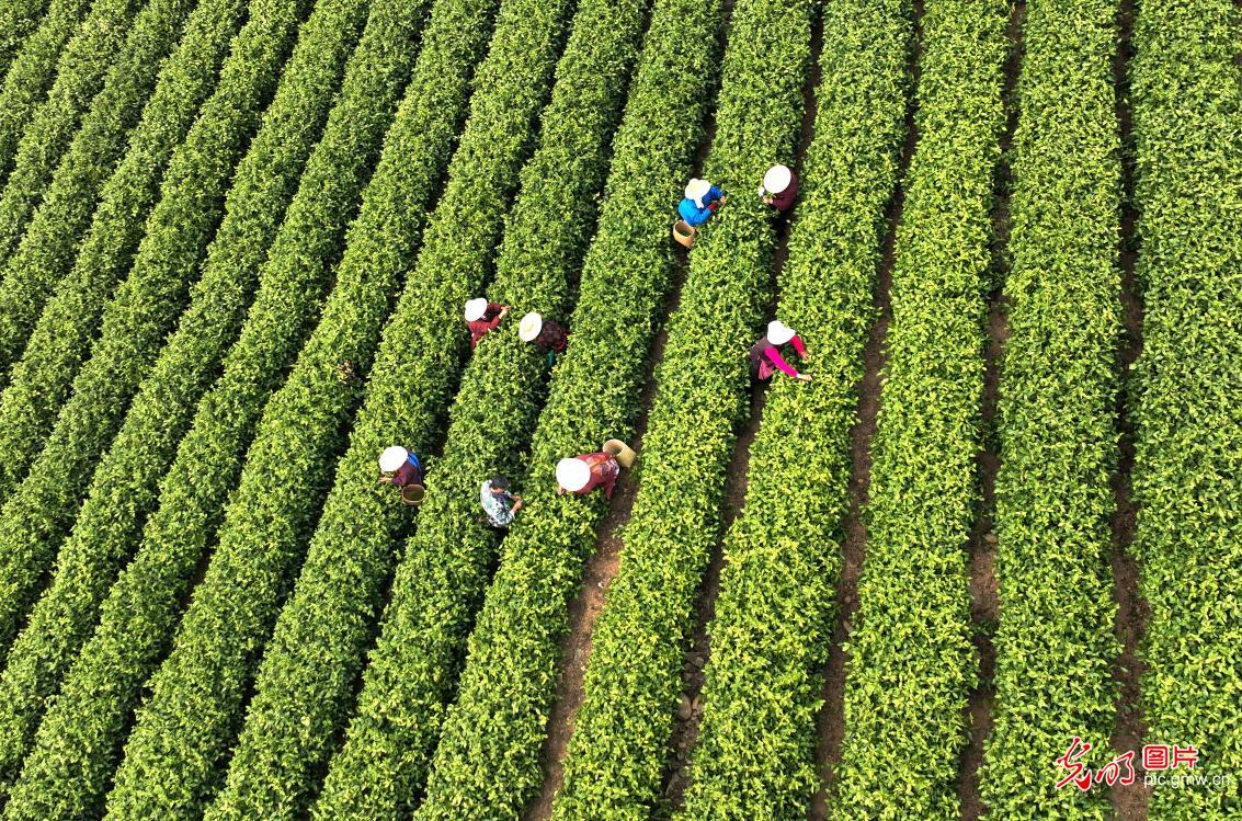 【光明图刊】采茶正当时！这些茶园，呈现了乡村振兴的最美生态底色