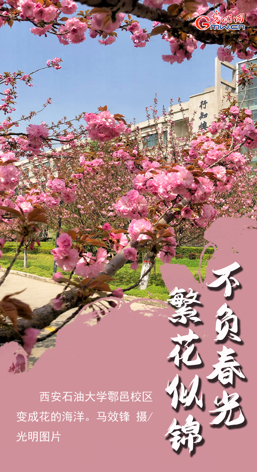 【组图海报】花开盛世：满园春色 各地高校尽显最美“花海”