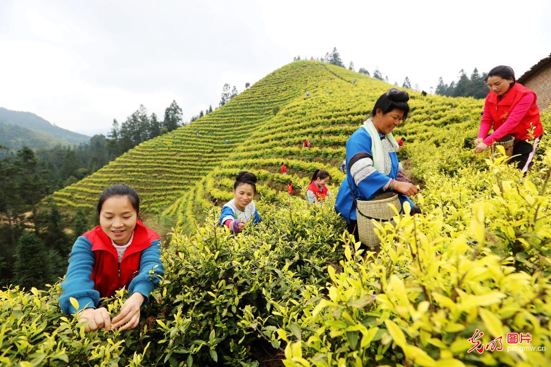 【光明图刊】采茶正当时！这些茶园，呈现了乡村振兴的最美生态底色