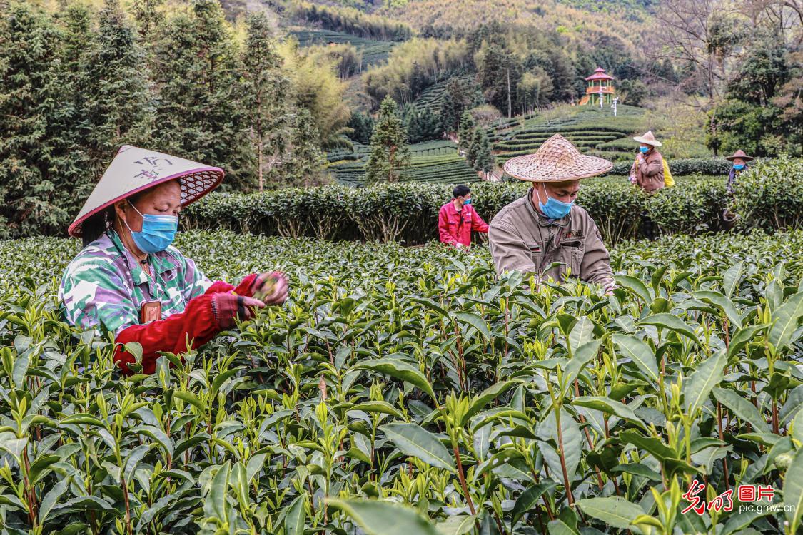 【光明图刊】采茶正当时！这些茶园，呈现了乡村振兴的最美生态底色