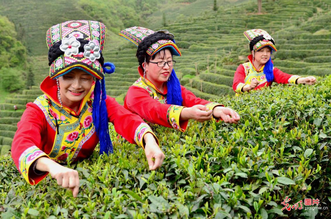 【光明图刊】采茶正当时！这些茶园，呈现了乡村振兴的最美生态底色