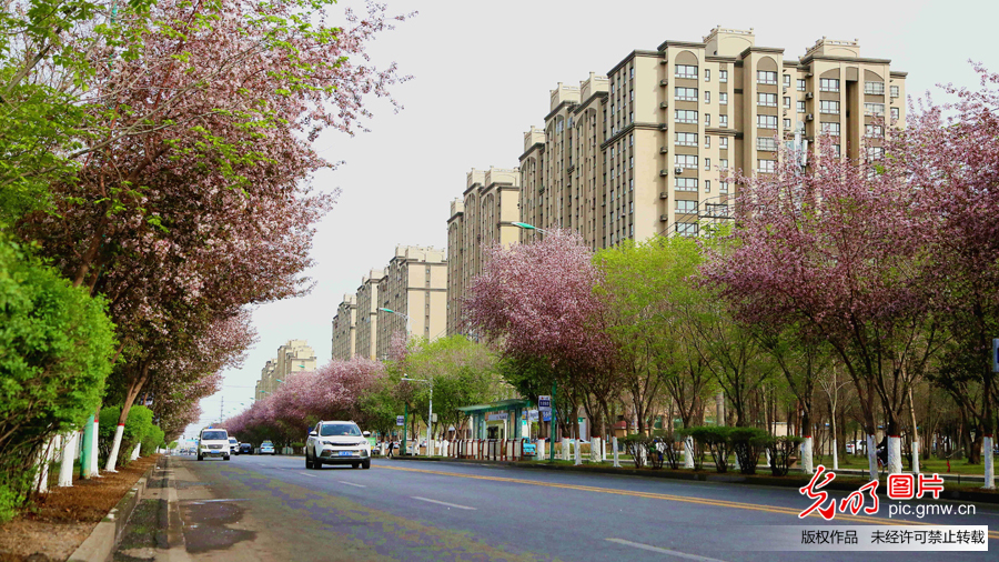 新疆昌吉市：粉色花海扮靓城市